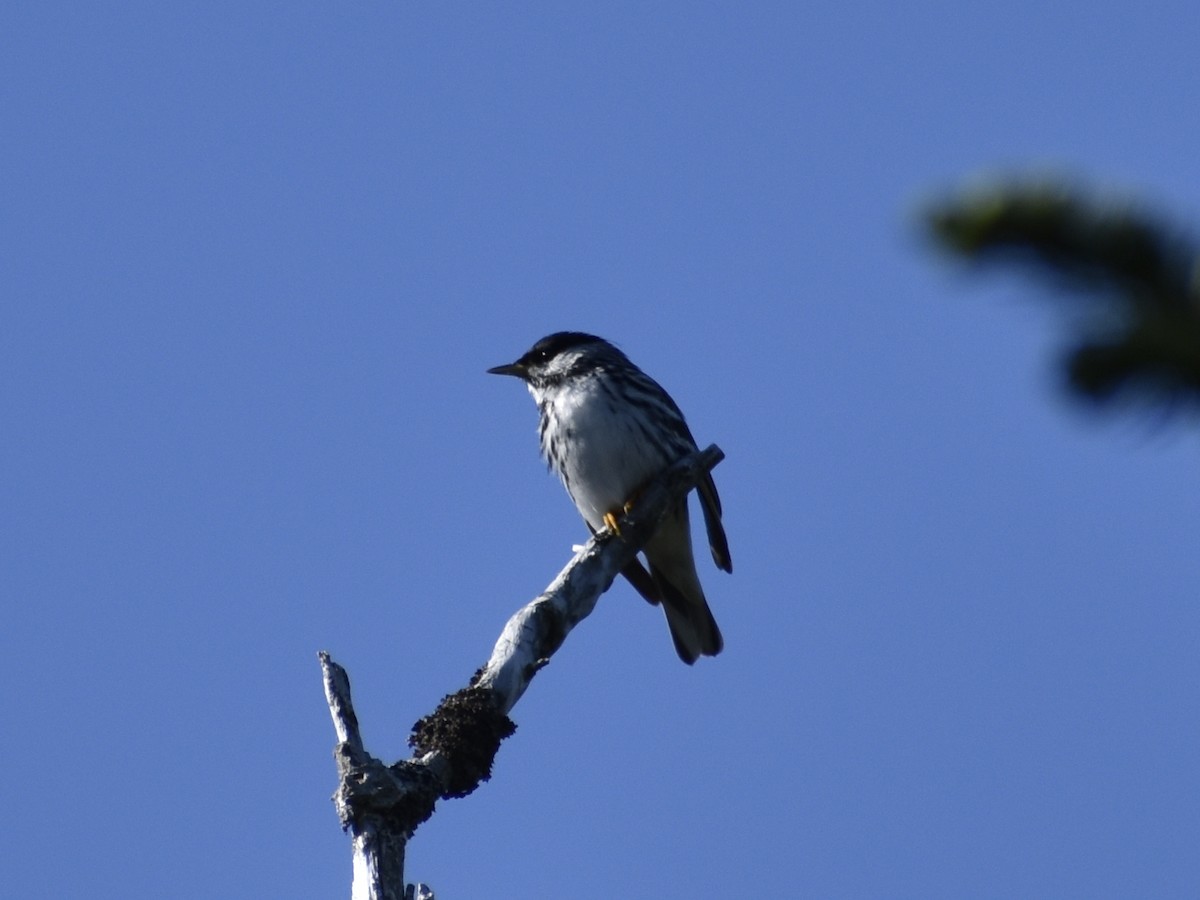 Paruline rayée - ML610428552