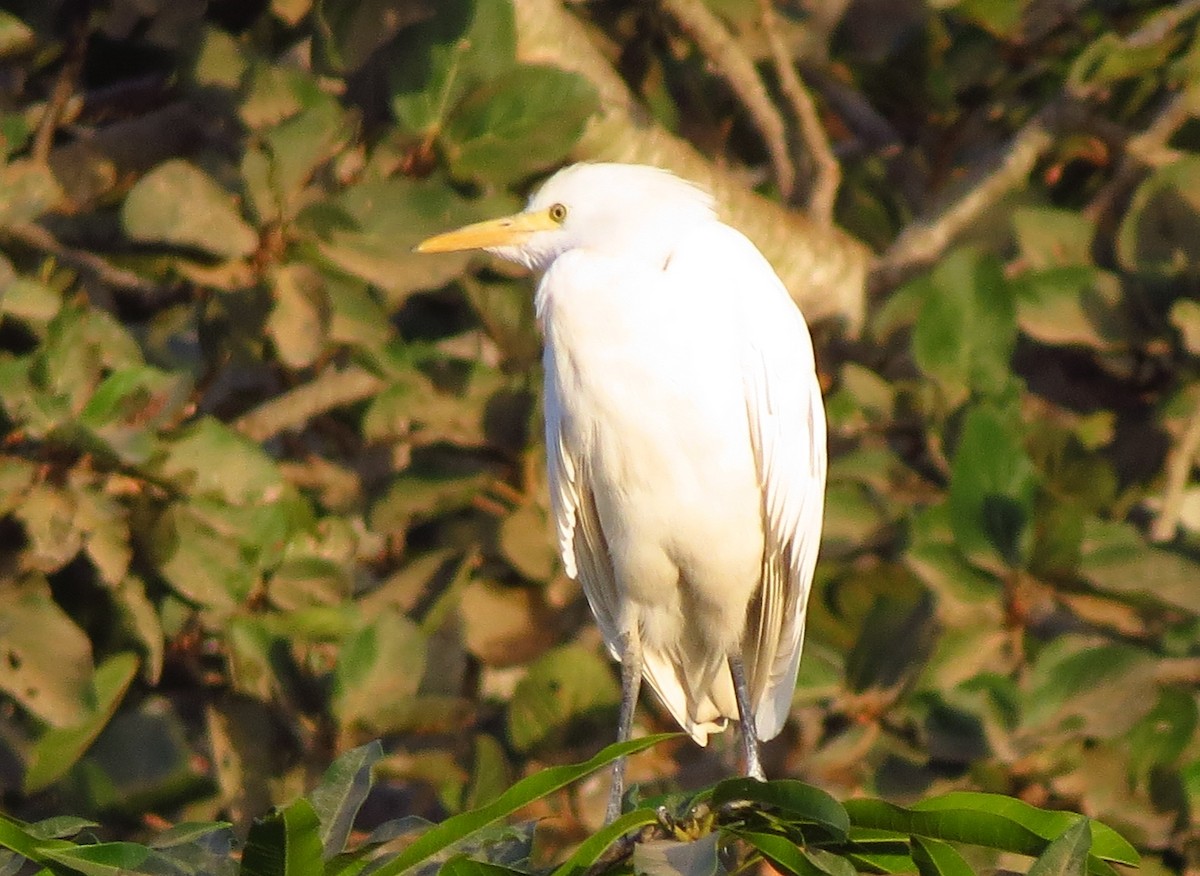 Western Cattle-Egret - ML610428592