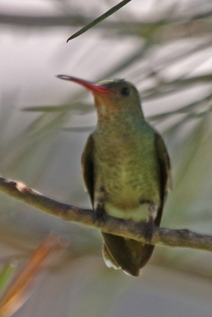 Gilded Hummingbird - ML610428616