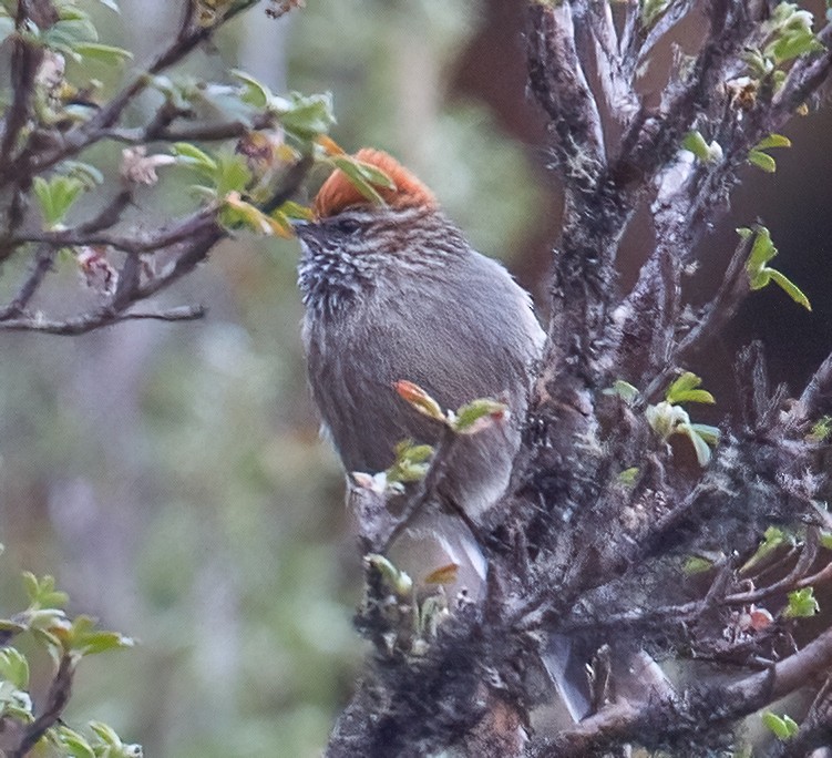 White-browed Tit-Spinetail - ML610428627