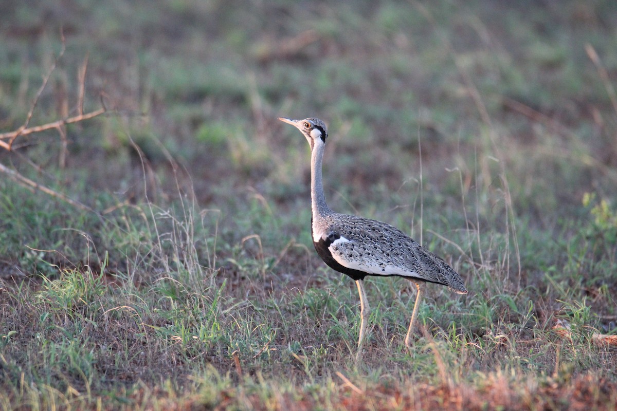 Hartlaub's Bustard - ML610428654