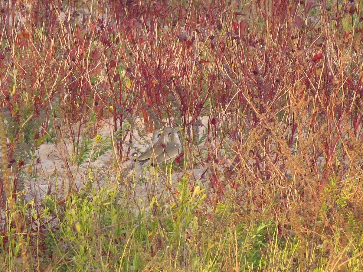 Wattled Lapwing - ML610428762