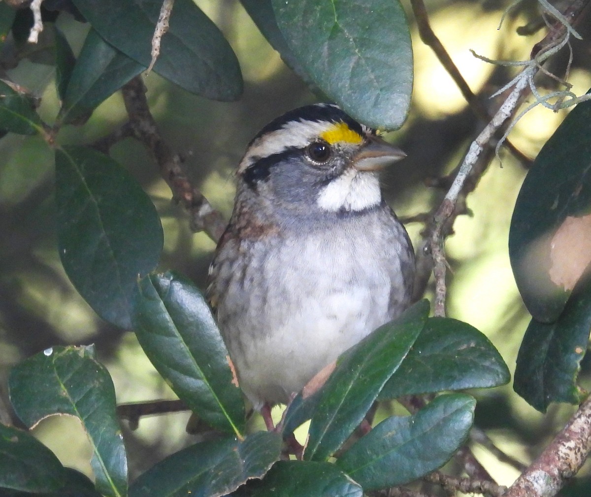 White-throated Sparrow - Mike Manetz
