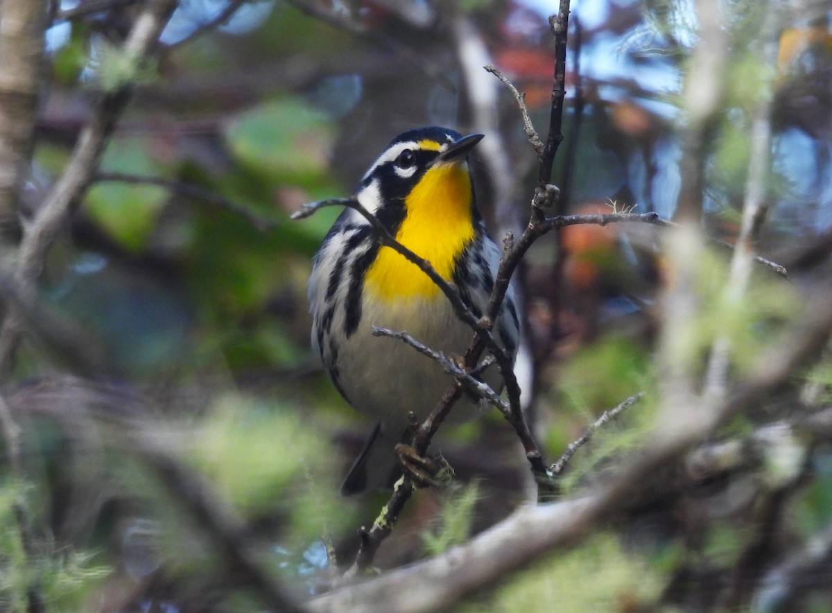 Yellow-throated Warbler - Mike Manetz