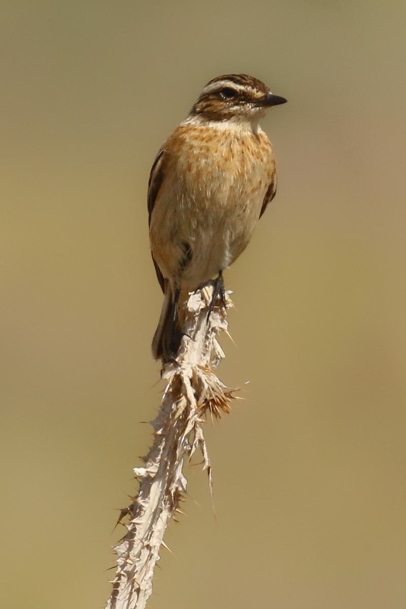 Whinchat - ML610428962