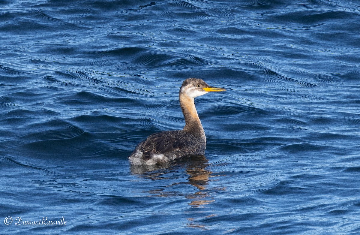 Red-necked Grebe - ML610428990