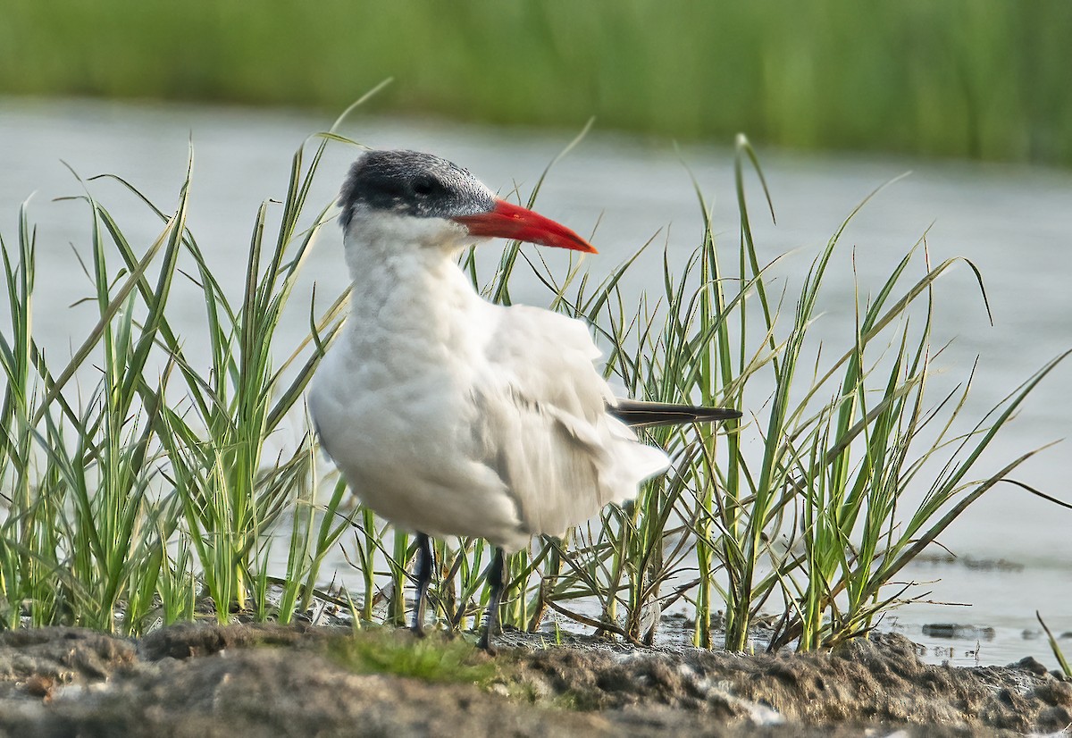 Caspian Tern - Tushar Bhagwat