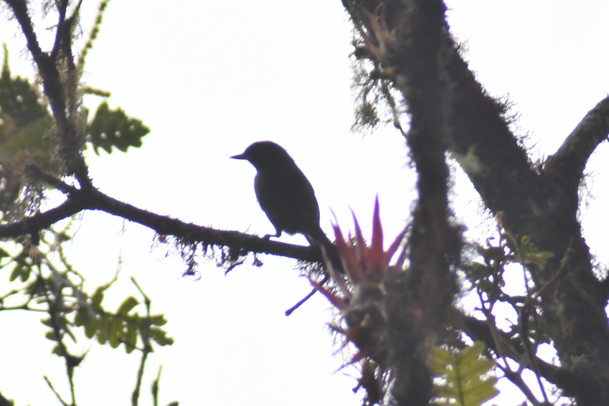 Masked Flowerpiercer - ML610429153