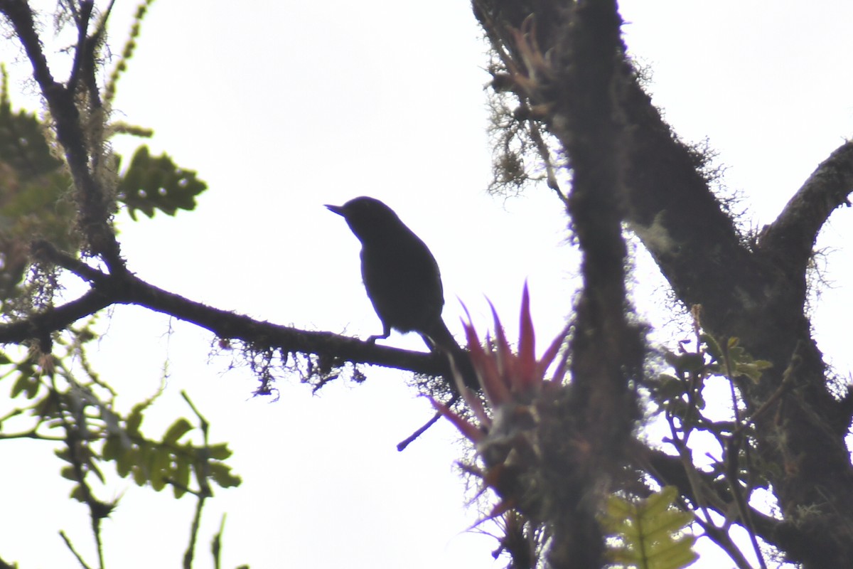 Masked Flowerpiercer - ML610429154