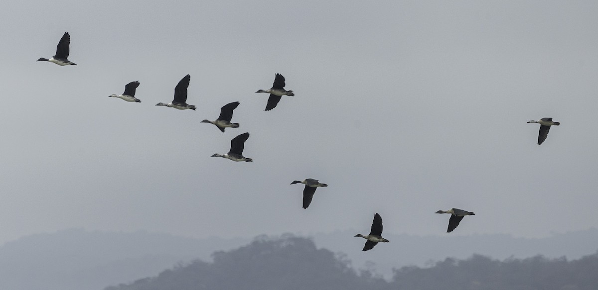 Comb Duck - ML610429213