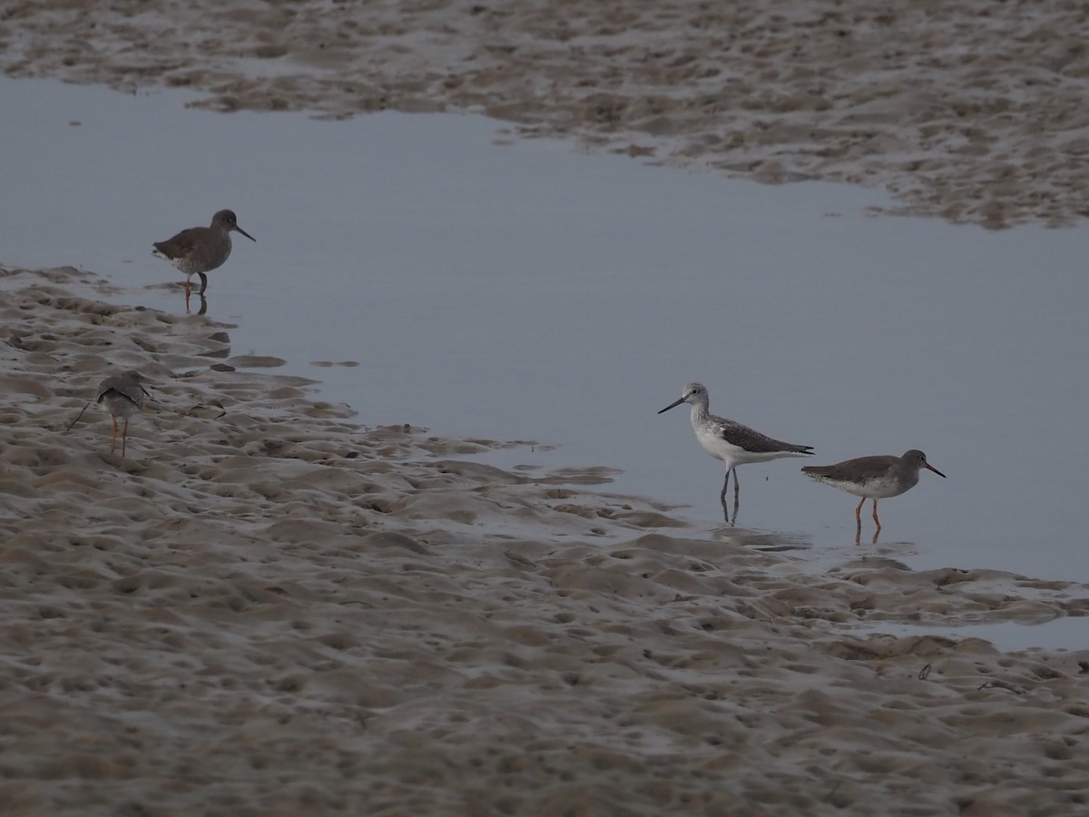 Common Greenshank - ML610429350