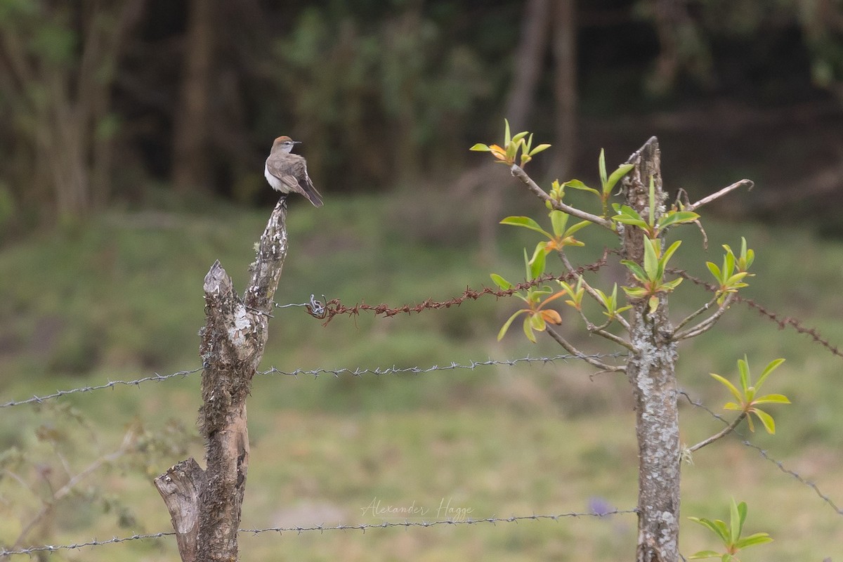 White-browed Ground-Tyrant - ML610429427