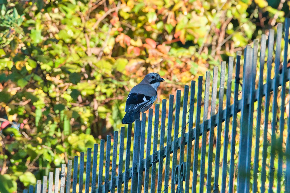 Eurasian Jay - ML610429433