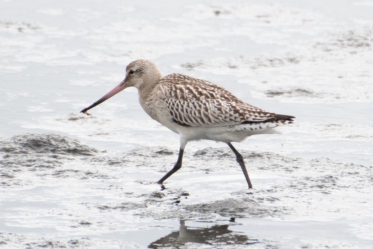 Bar-tailed Godwit - Holly Grogan