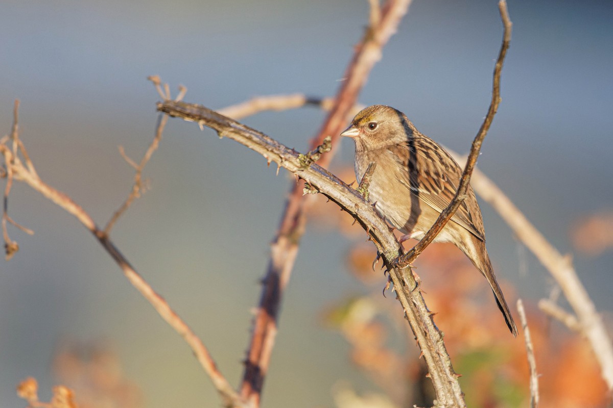 Golden-crowned Sparrow - ML610429514