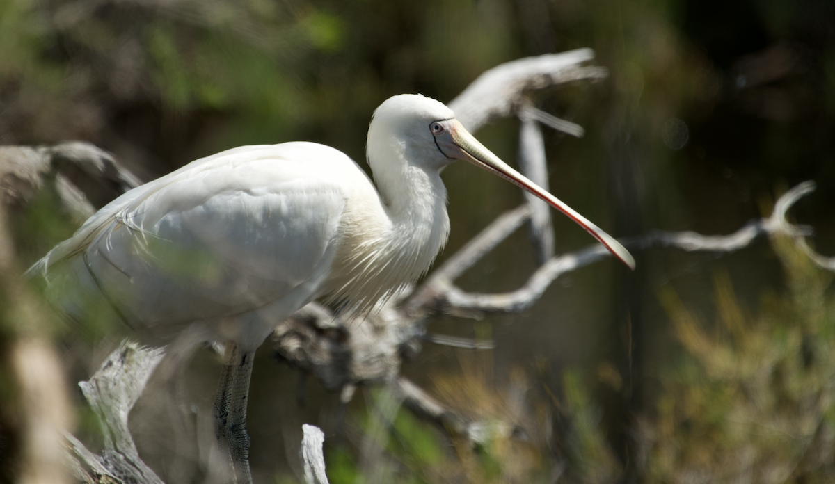 Yellow-billed Spoonbill - ML610429533