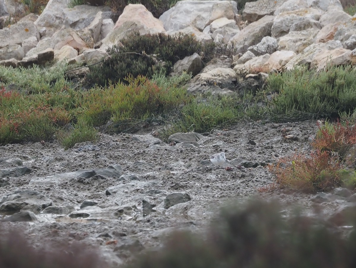 Common Greenshank - ML610429542