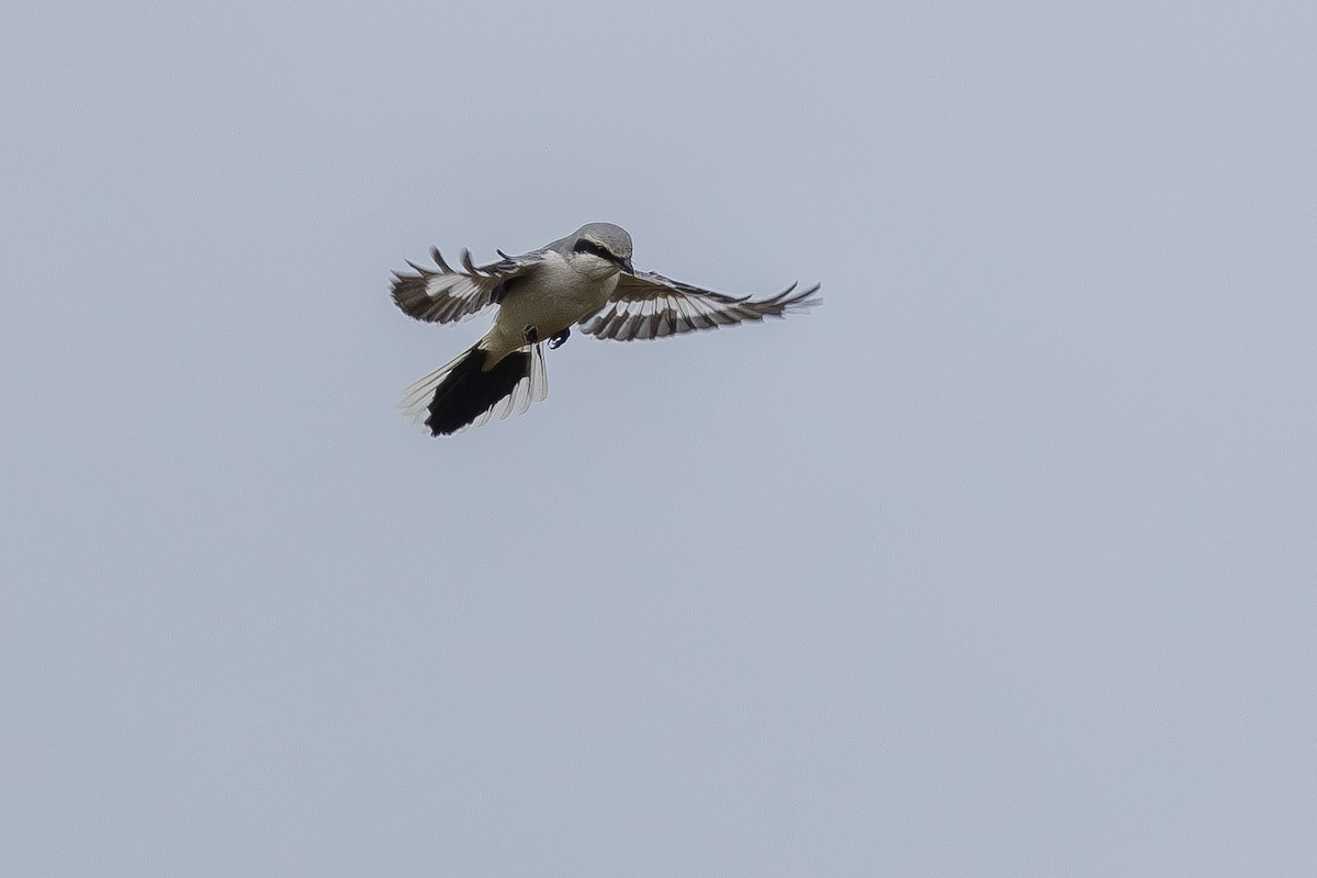 Great Gray Shrike - Alexey Kurochkin