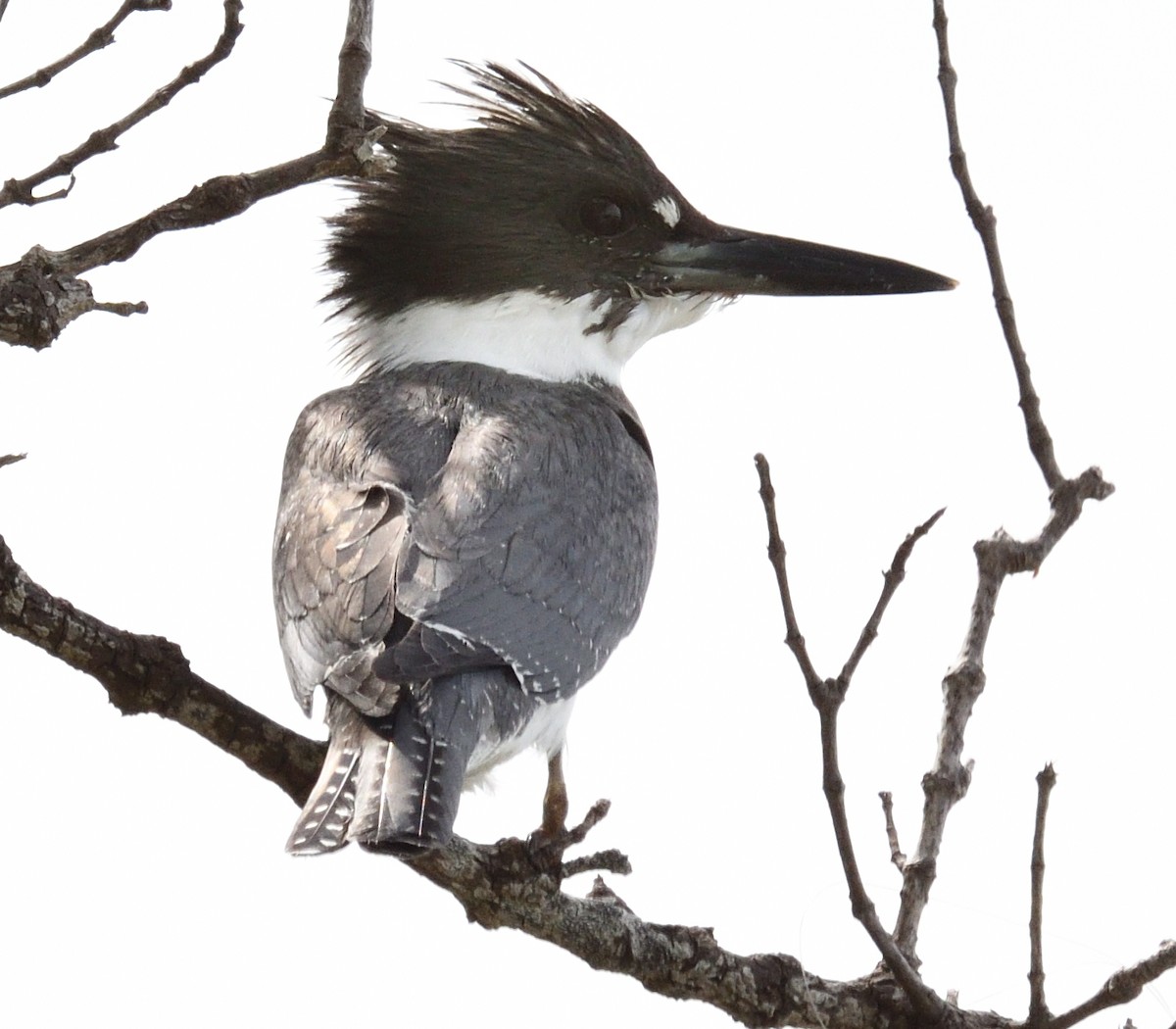 Belted Kingfisher - Thomas Dorazio