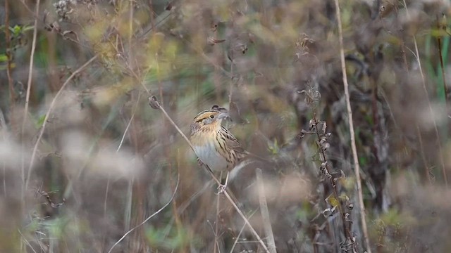 LeConte's Sparrow - ML610429772