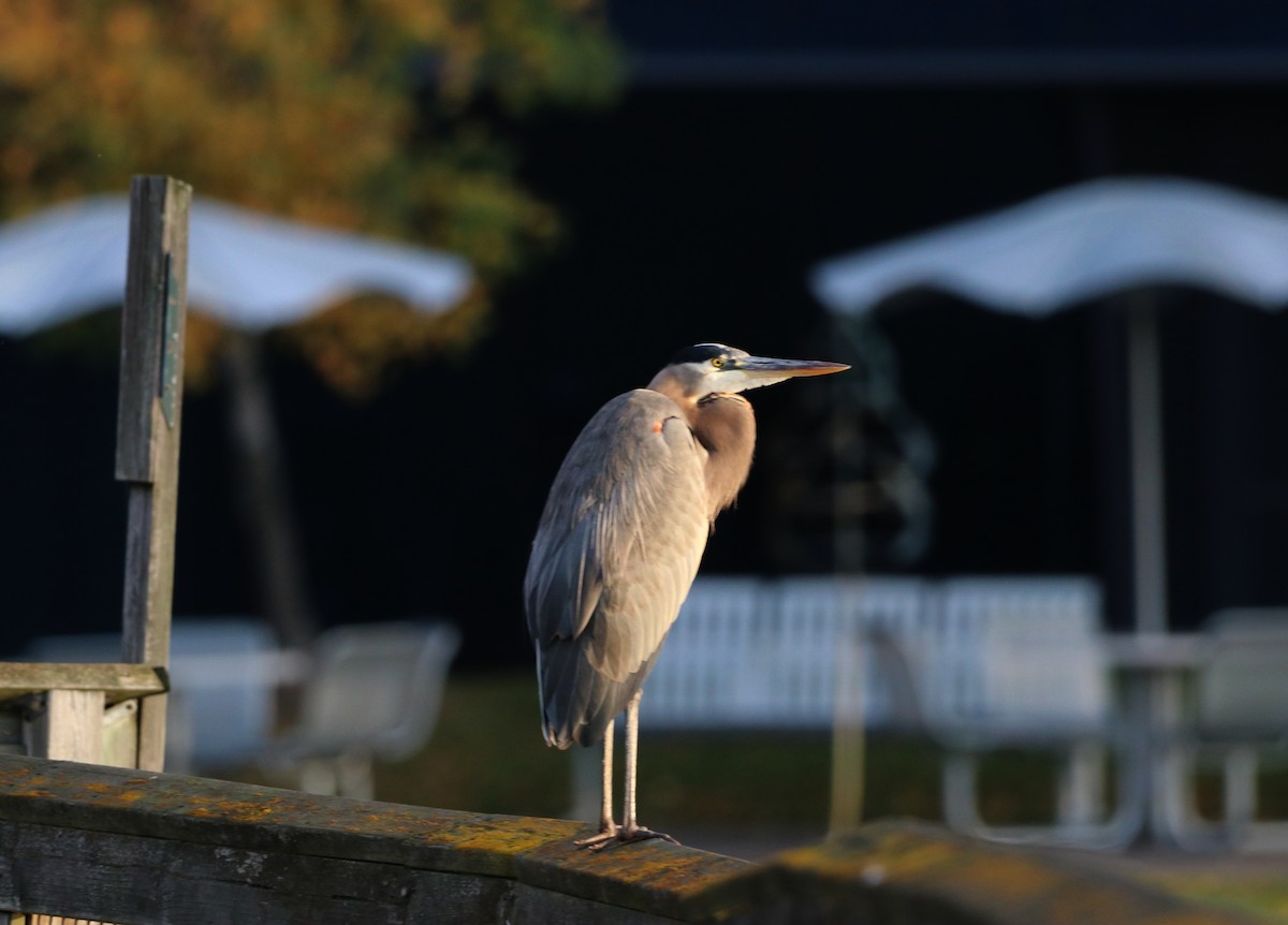 Great Blue Heron - Mike Mencotti