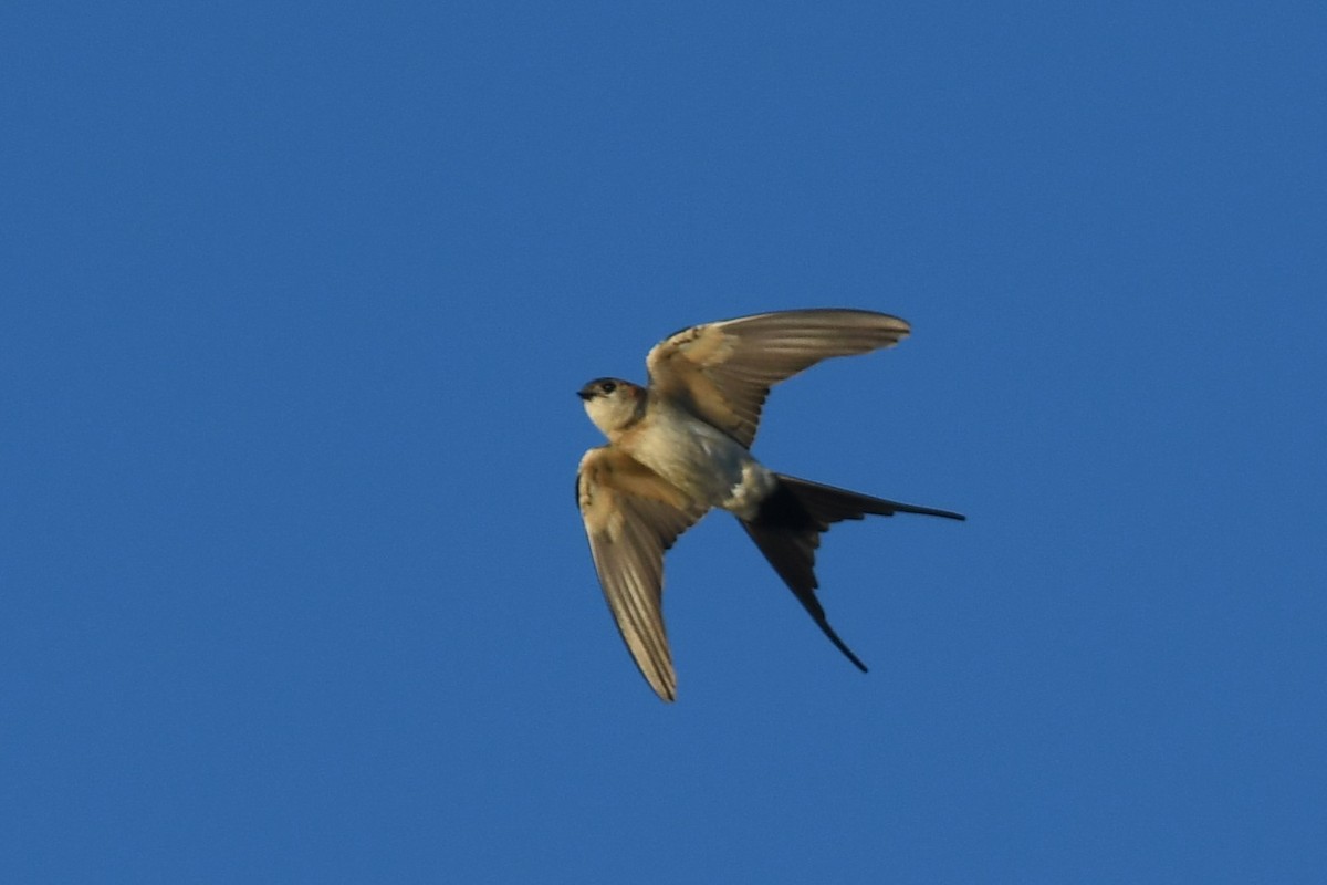 Red-rumped Swallow - ML610429843