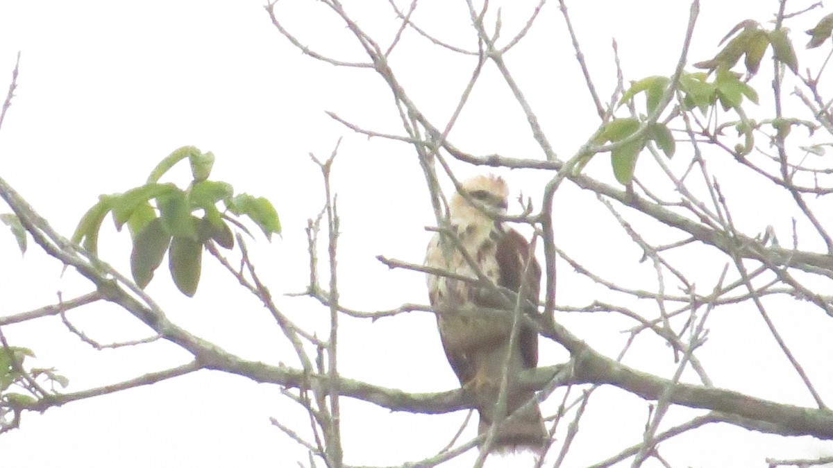 Accipitridae sp. (hawk sp.) - ML610429848