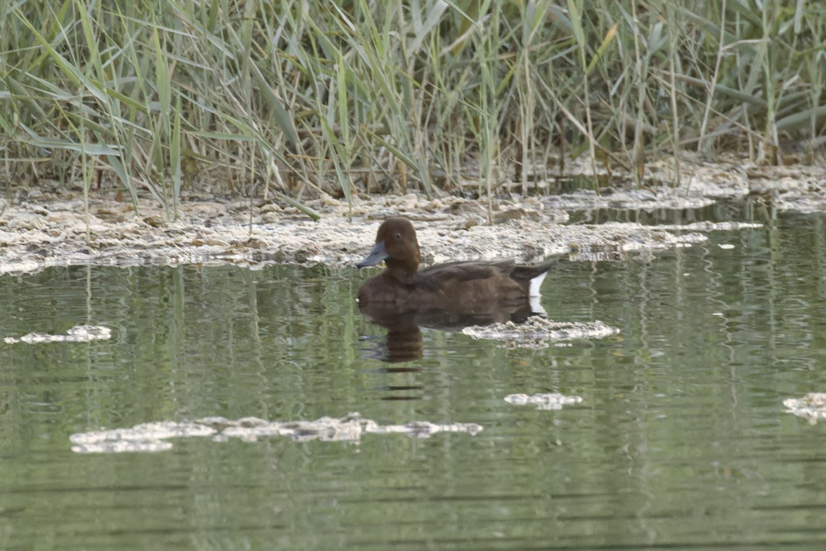 Ferruginous Duck - ML610430040