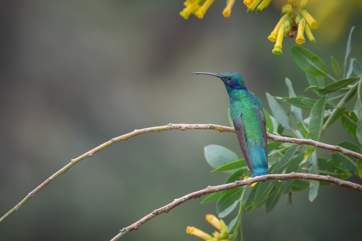 fiolørekolibri - ML610430045