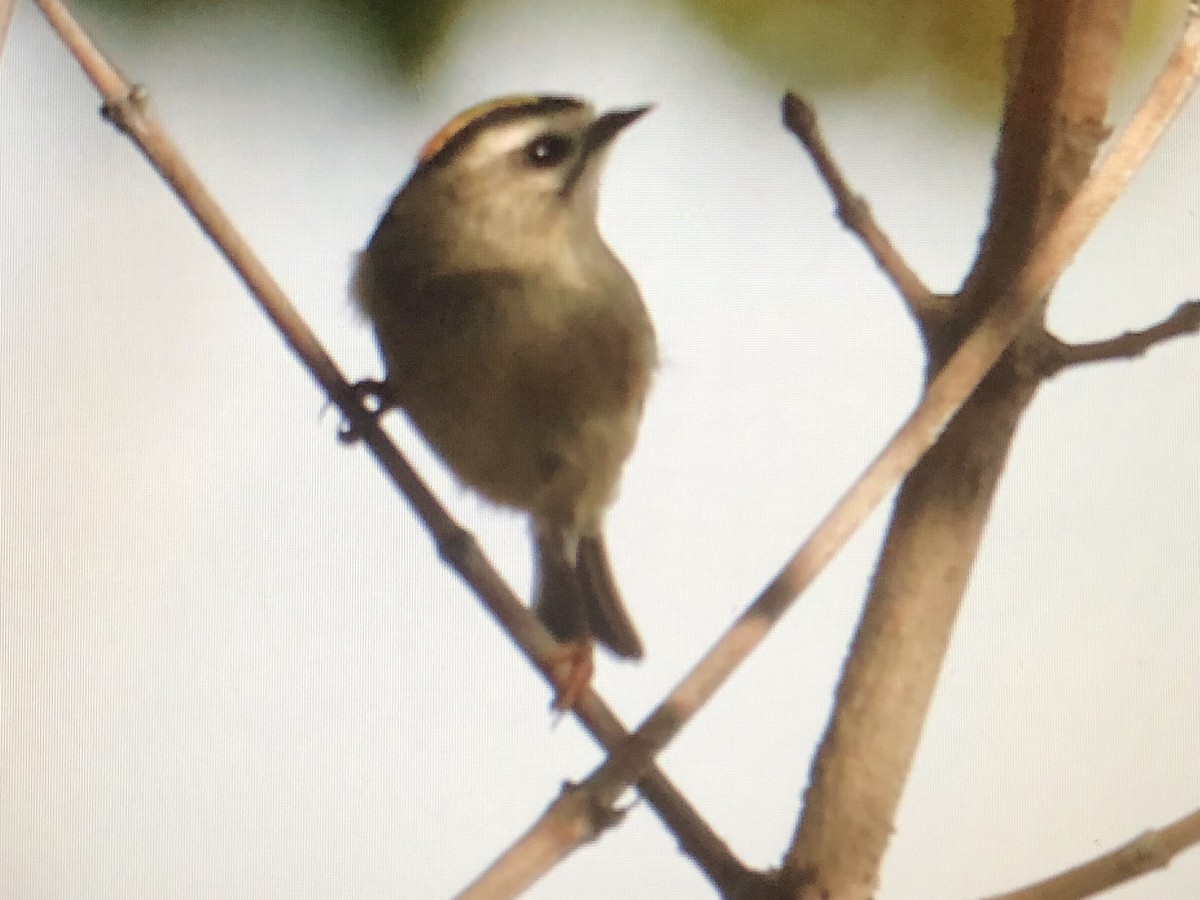 Golden-crowned Kinglet - Jules S