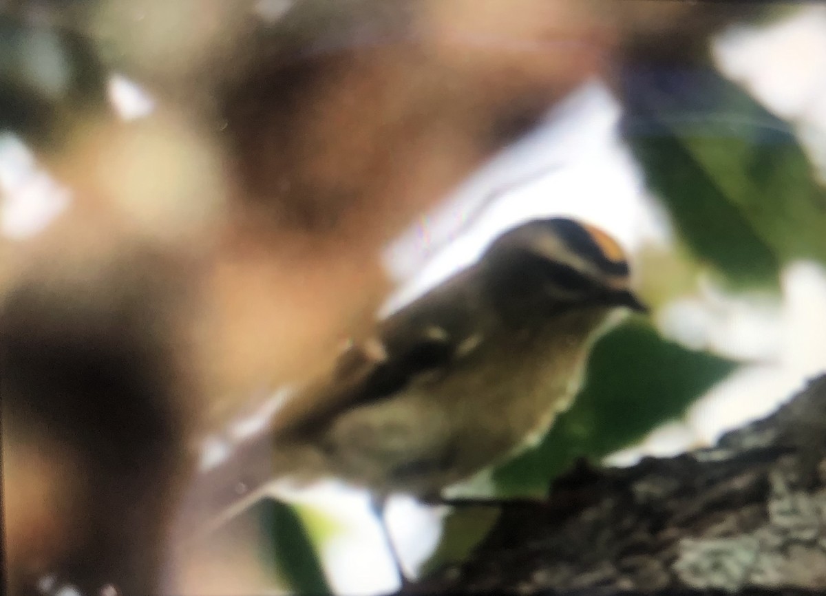 Golden-crowned Kinglet - Jules S