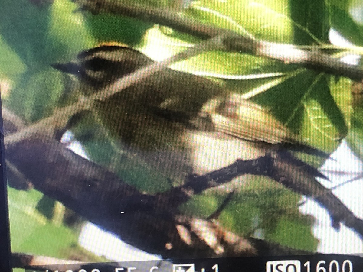 Golden-crowned Kinglet - Jules S