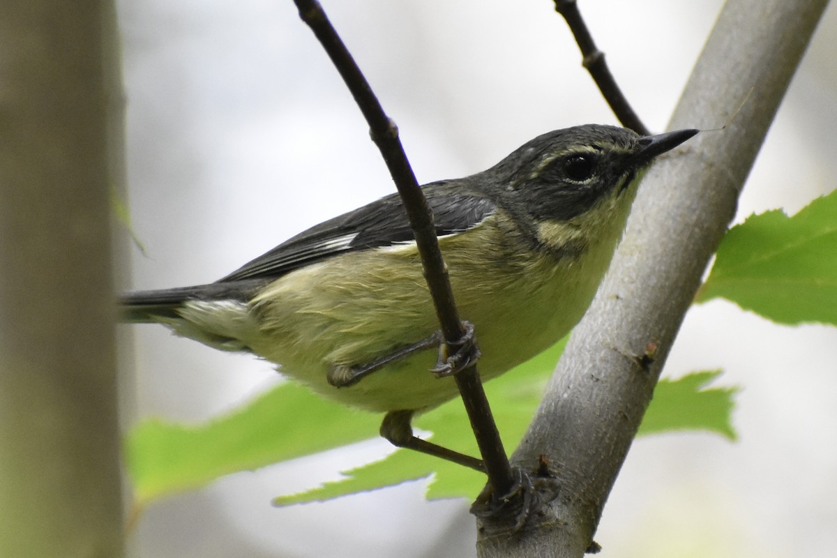 Black-throated Blue Warbler - ML610430068