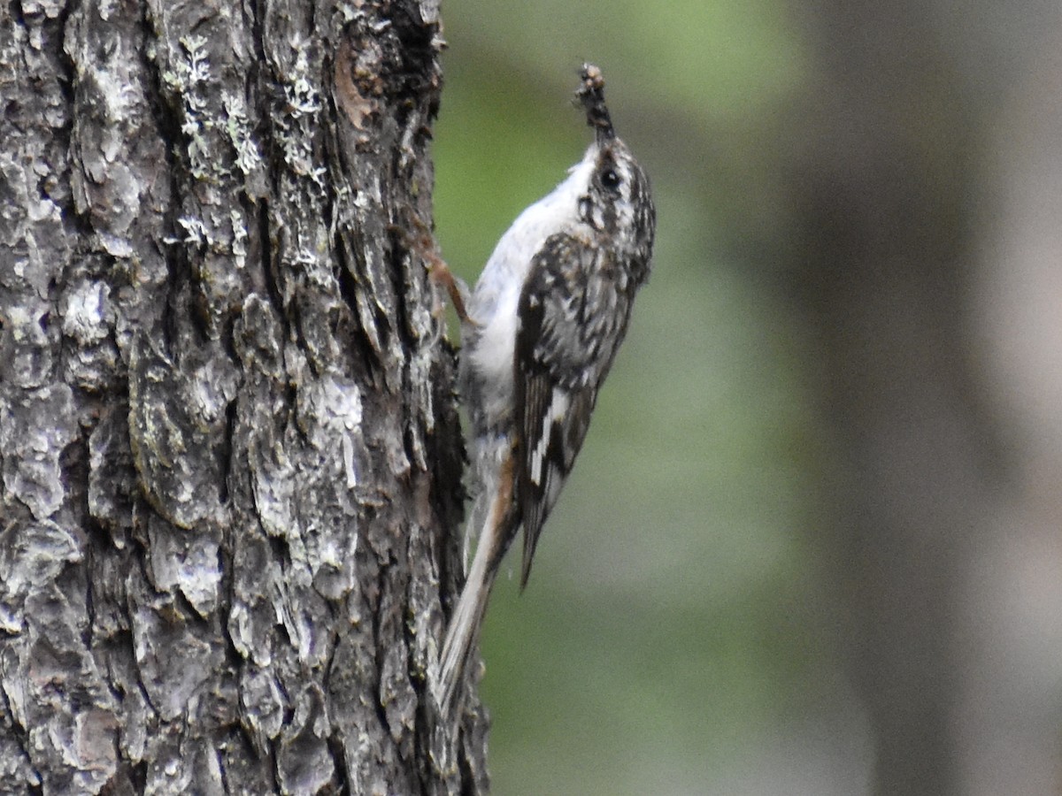 Brown Creeper - ML610430074