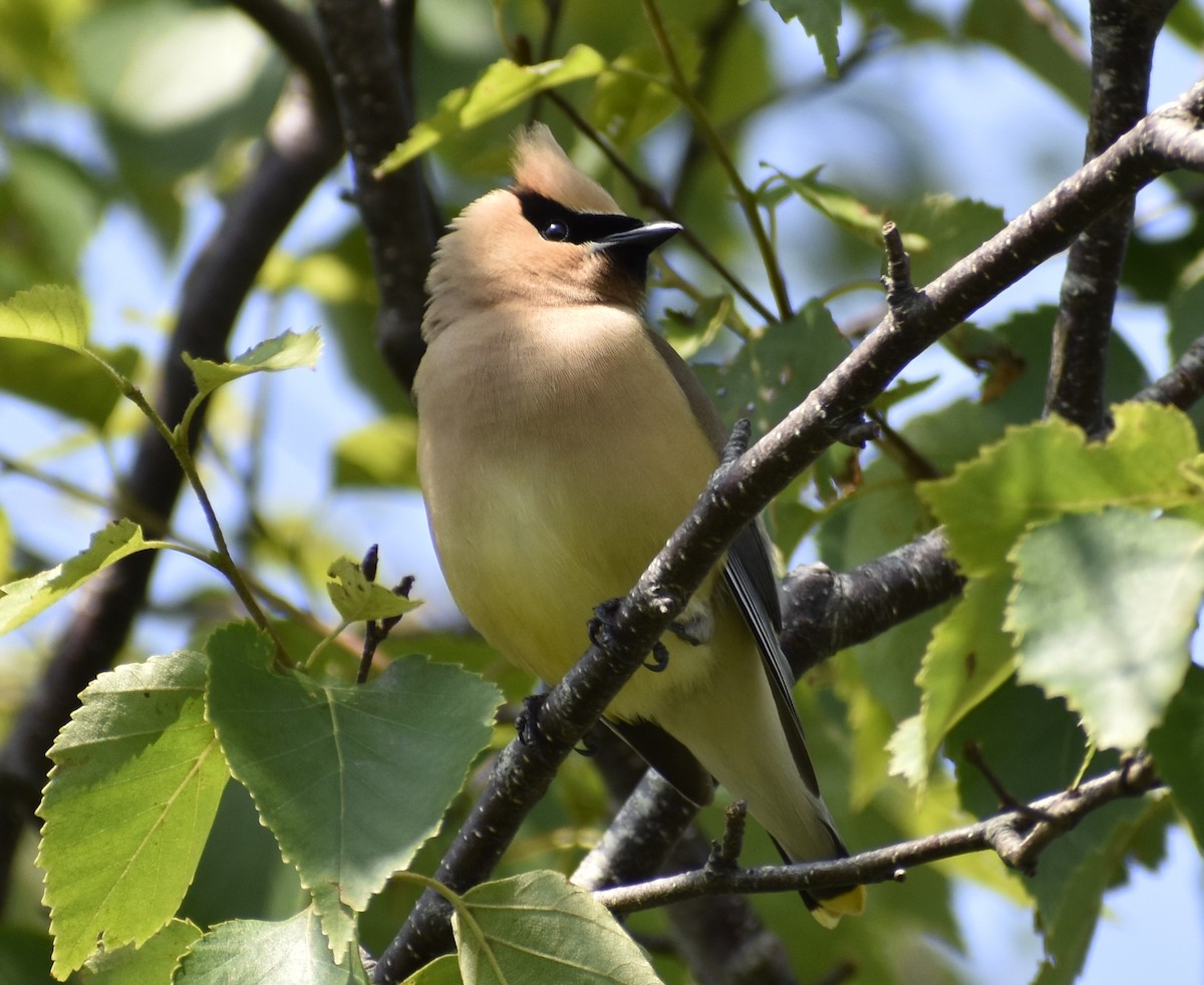 Cedar Waxwing - ML610430100