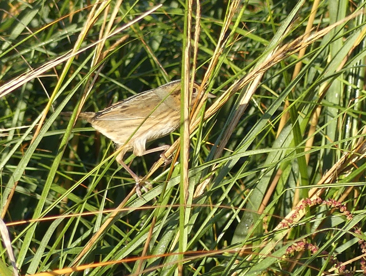 Nelson's Sparrow - ML610430240