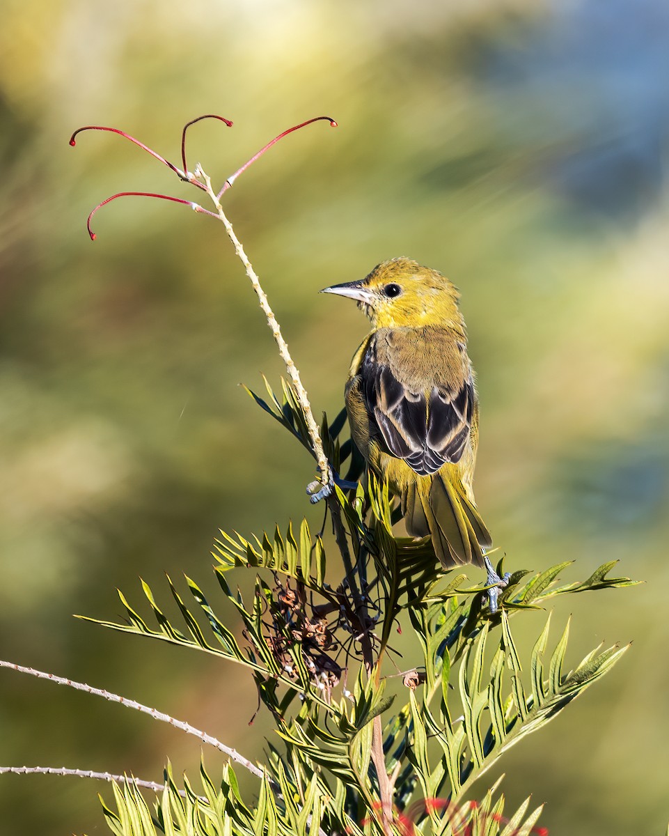 アカクロムクドリモドキ - ML610430306