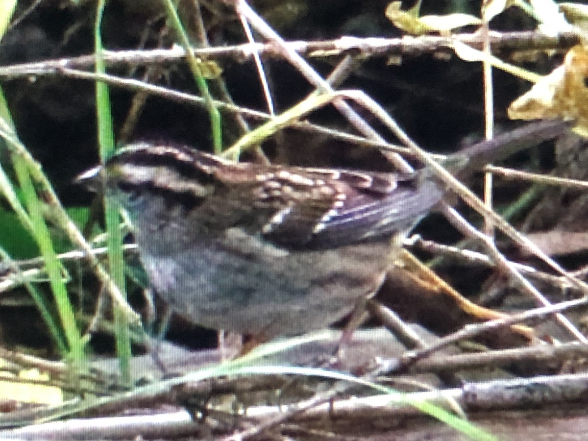 White-throated Sparrow - Jules S