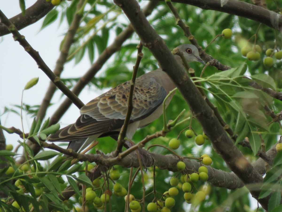 European Turtle-Dove - ML610430425