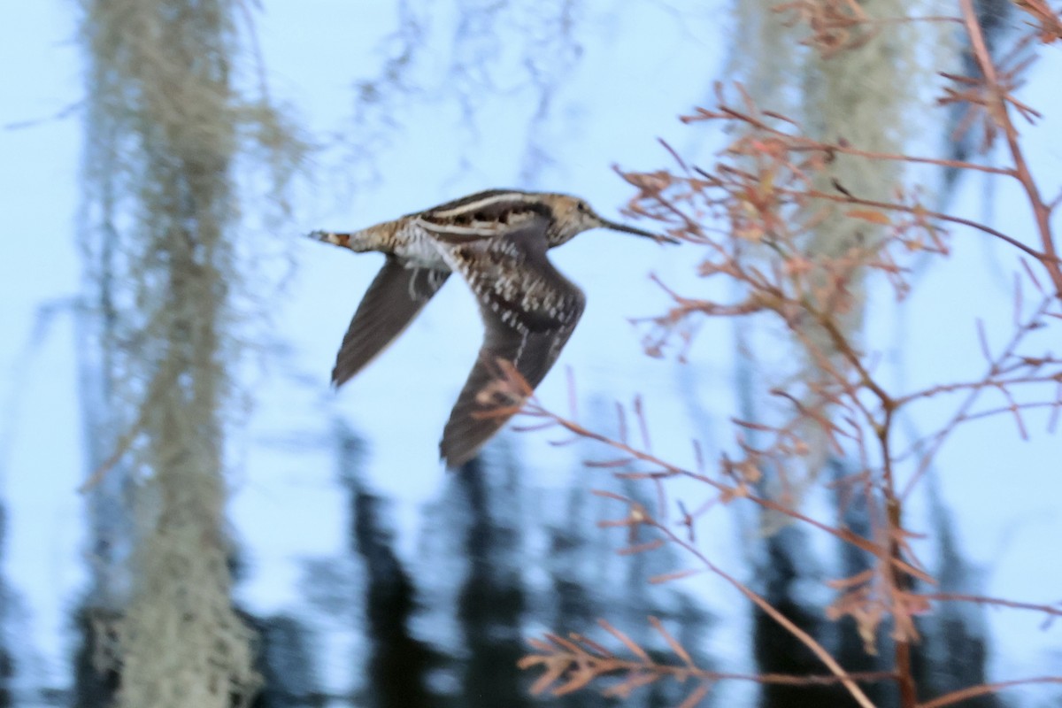 Wilson's Snipe - ML610430454