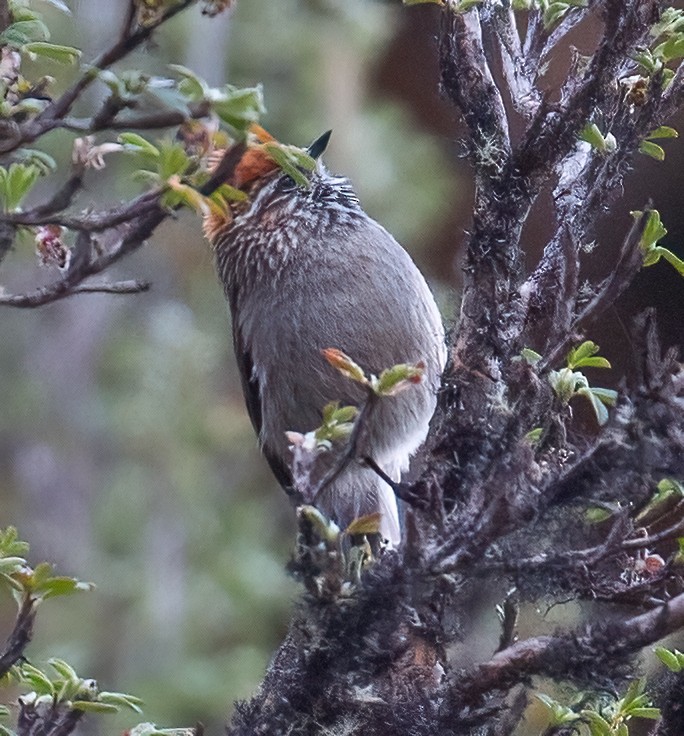 White-browed Tit-Spinetail - José Martín