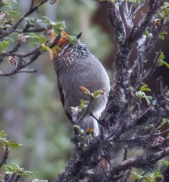 White-browed Tit-Spinetail - ML610430487