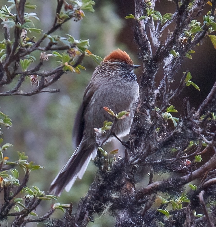 White-browed Tit-Spinetail - ML610430580