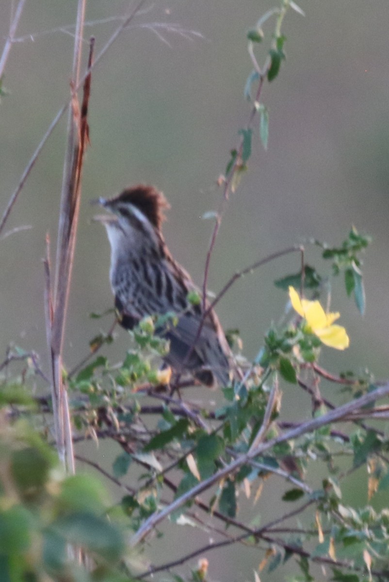 Striped Cuckoo - ML610430625