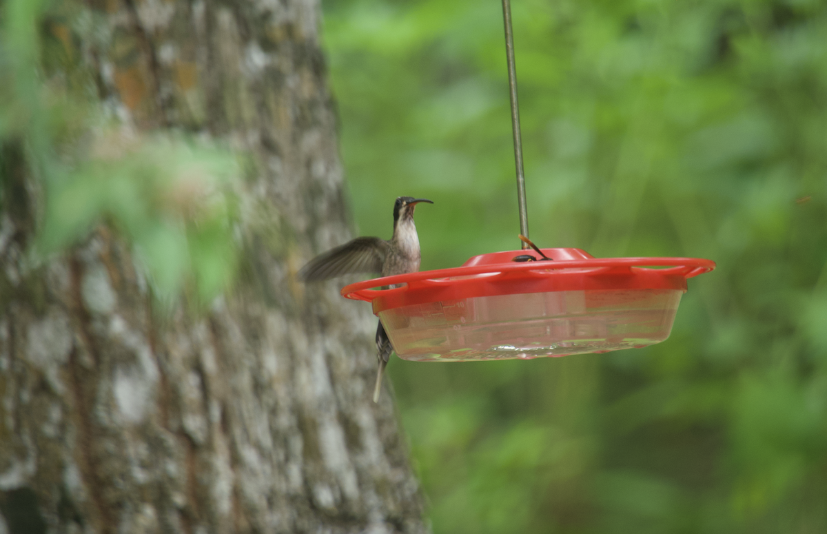 Pale-bellied Hermit - ML610430640