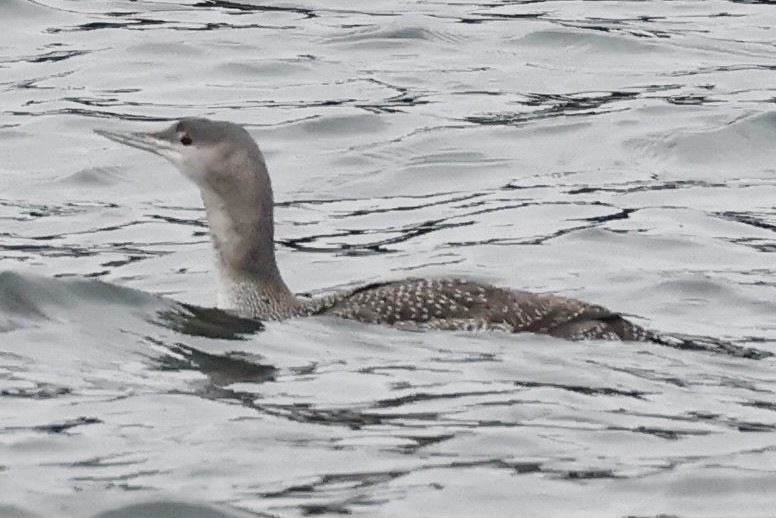 Red-throated Loon - ML610430664