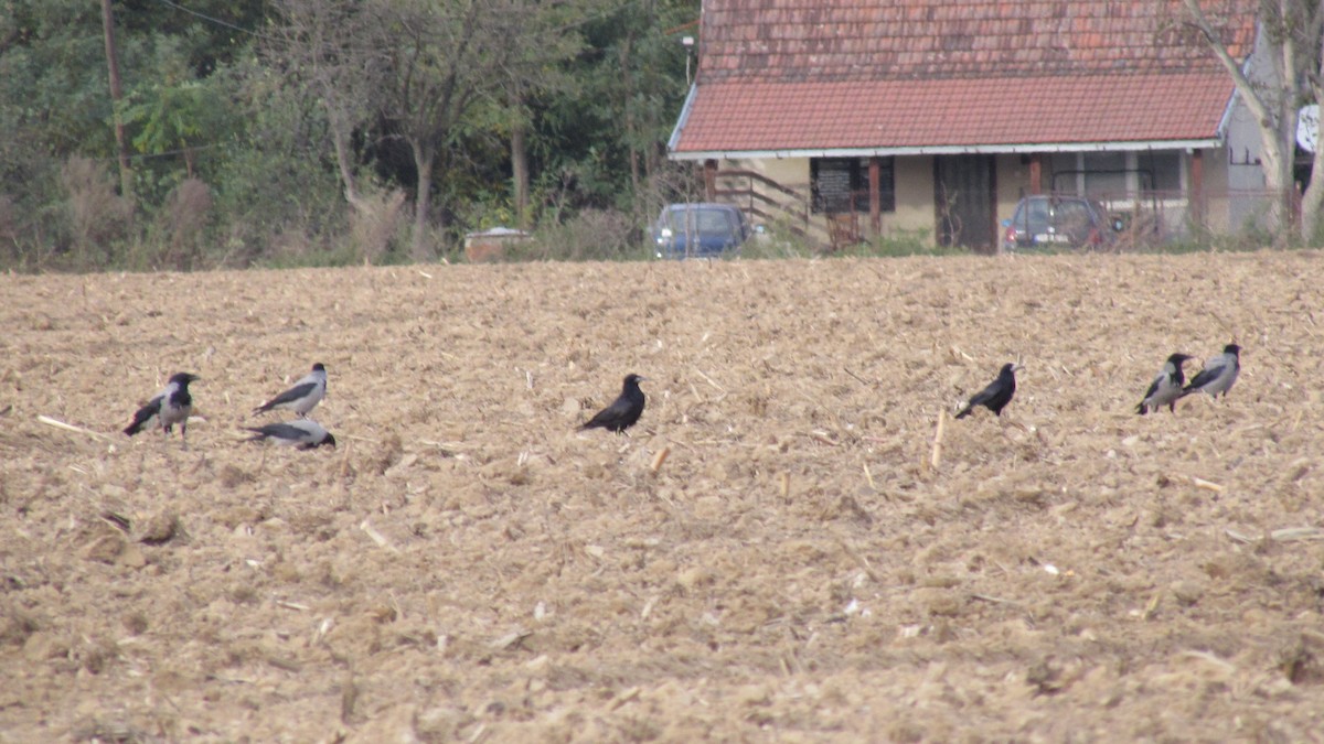 Rook - Dean Veselinovich