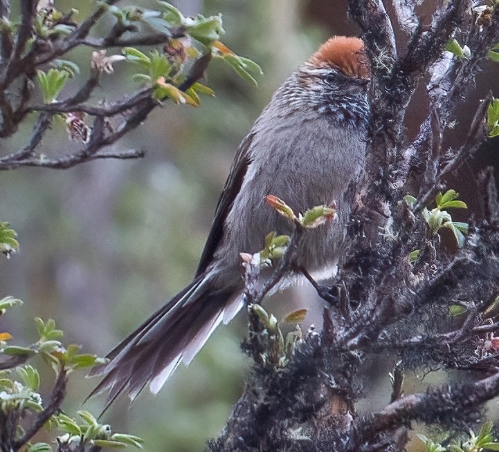 White-browed Tit-Spinetail - ML610430703