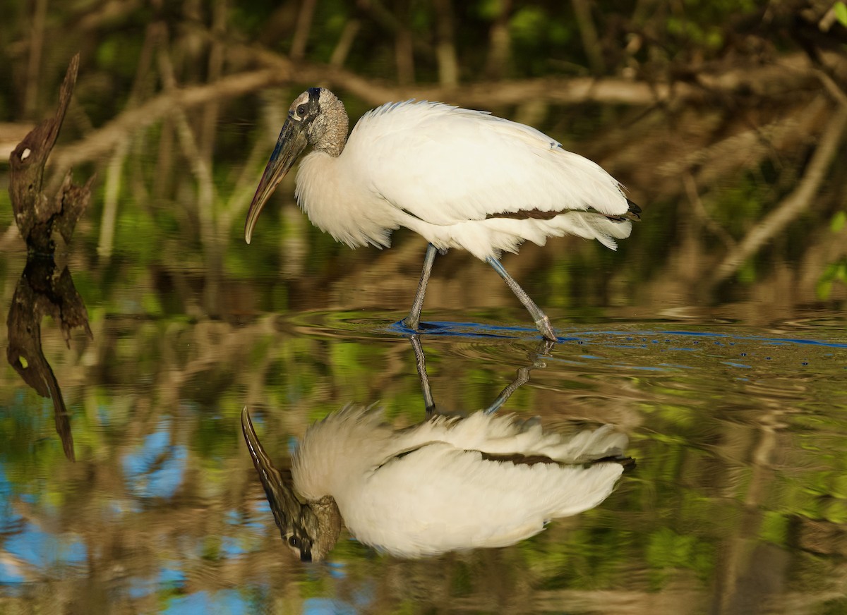 Wood Stork - Anne Inga