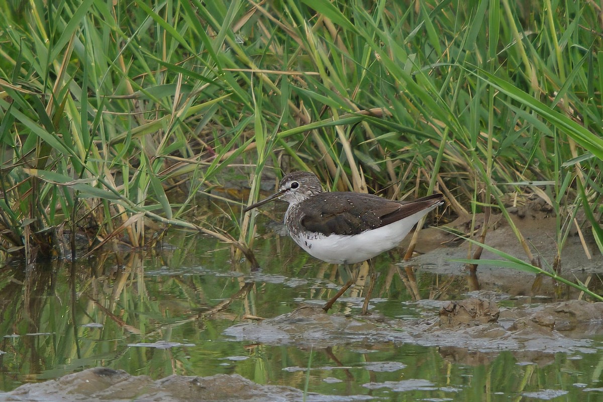 Green Sandpiper - Dave Curtis